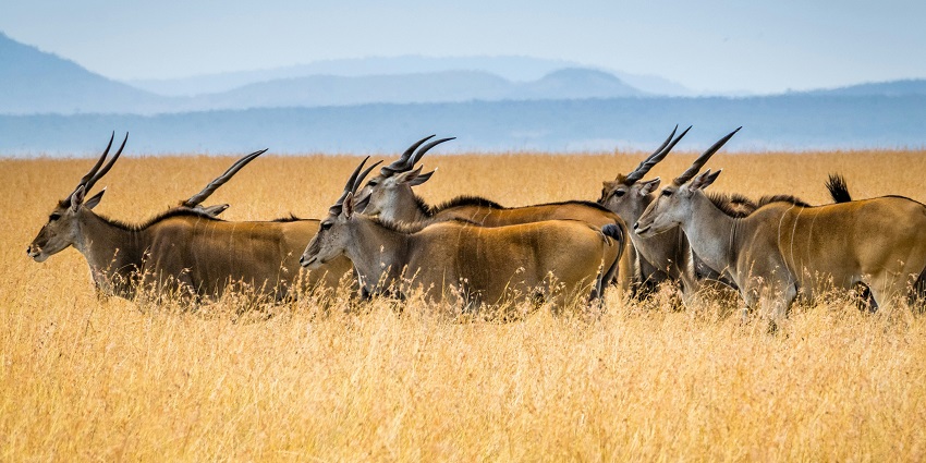 View of the herd of deers in La Tigra National Park surrounded by meadows
